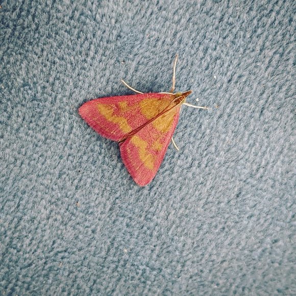 Meet your Posher, Ha - Picture 1 of 1